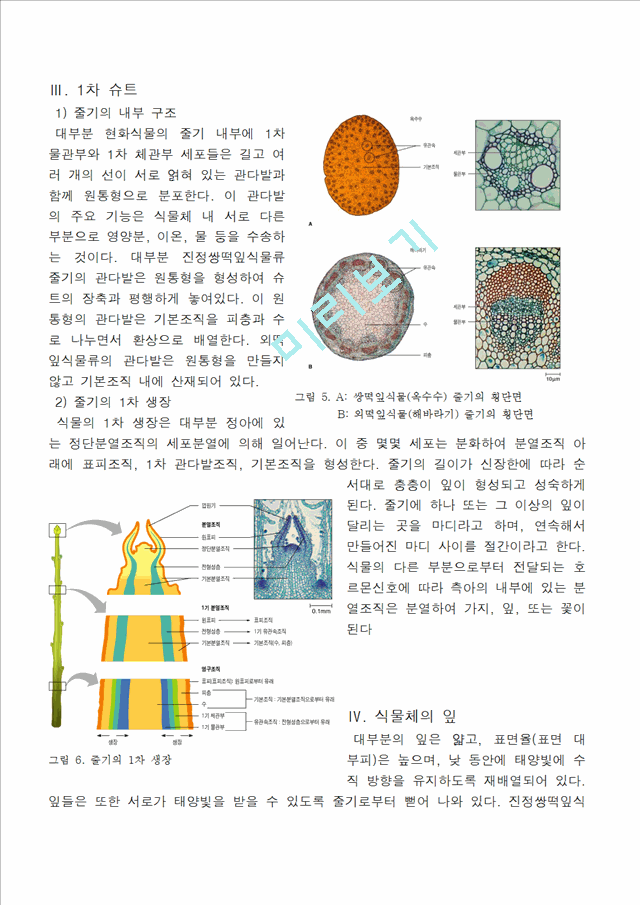 [의학,약학]생물학 - 식물조직에 관해서.hwp